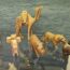 From the Collection of Marjorie Yesley: Birds and Beasts Galore!